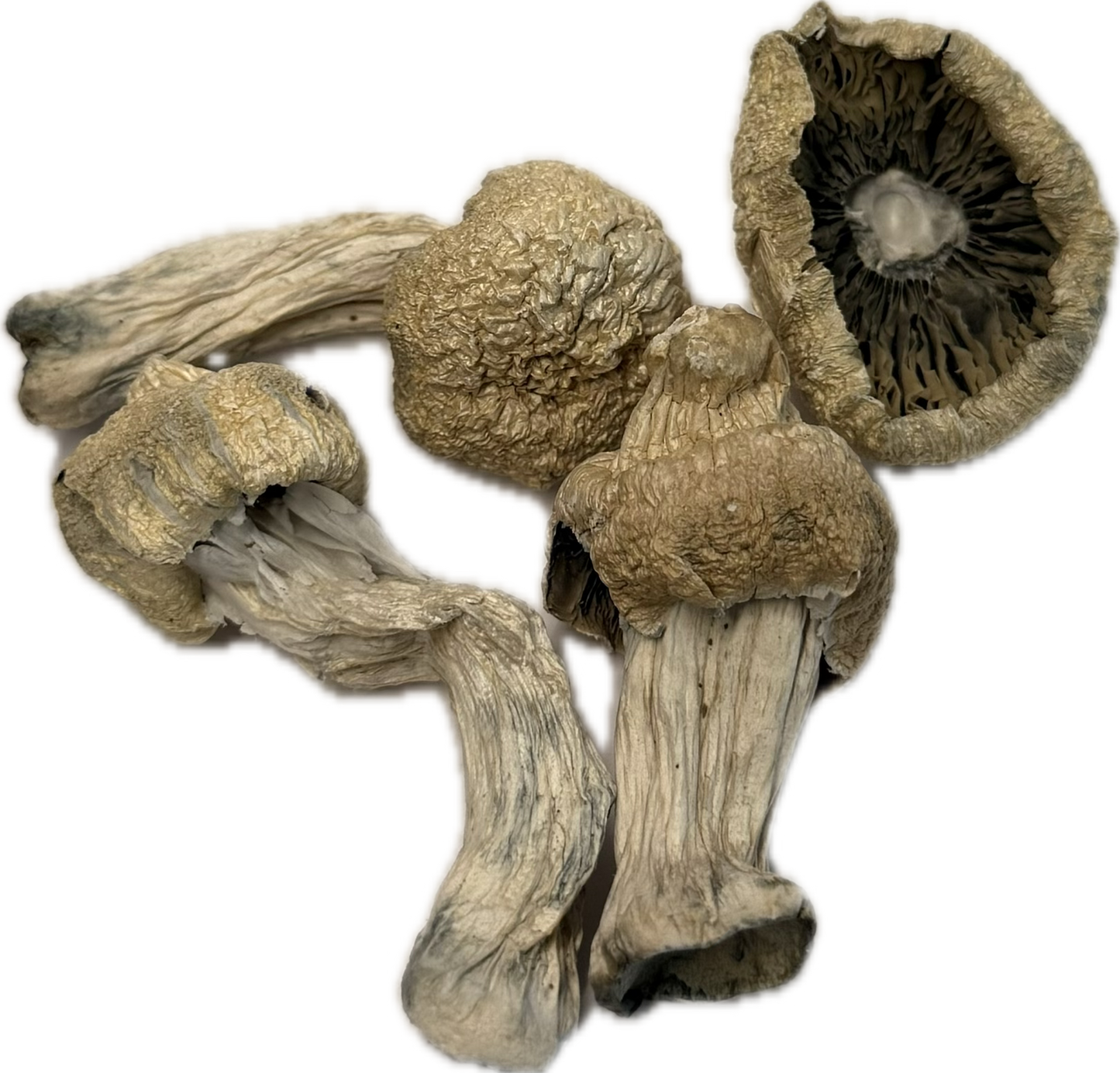 Mushrooms