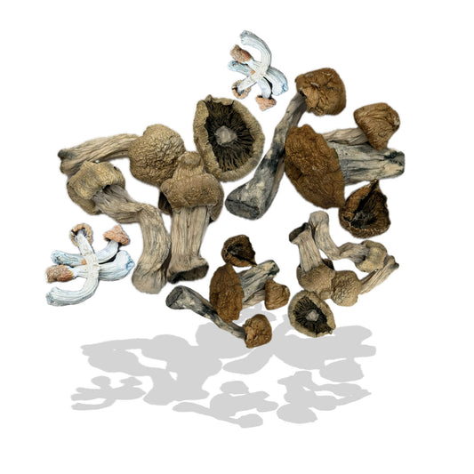 Dried Mushrooms